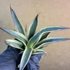 2026年最新】アガベ アメリカーナの人気アイテム - メルカリ