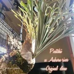 2026年最新】p.veitchii auburn riverの人気アイテム - メルカリ