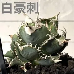 2026年最新】白豪刺の人気アイテム - メルカリ