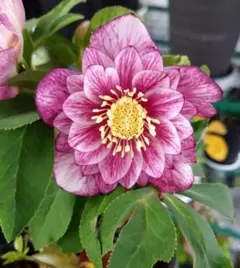 2026年最新】広瀬 ソレイユの人気アイテム - メルカリ