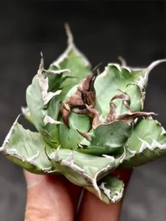 2026年最新】チタノタ悪魔くんの人気アイテム - メルカリ