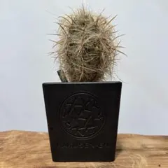 2026年最新】鶴仙園の人気アイテム - メルカリ