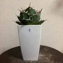 2026年最新】スーパーチタノタの人気アイテム - メルカリ