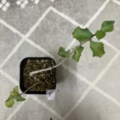 2026年最新】コミフォラの人気アイテム - メルカリ