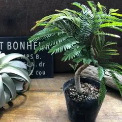 2026年最新】エバーフレッシュの人気アイテム - メルカリ