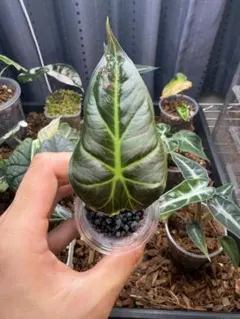 2026年最新】リーガルシールズの人気アイテム - メルカリ