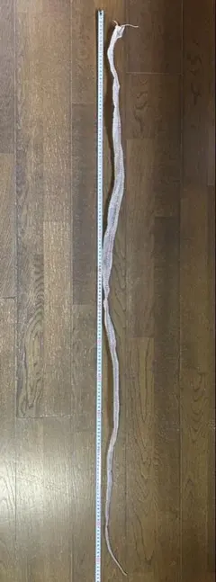 2026年最新】アオダイショウ 抜け殻の人気アイテム - メルカリ