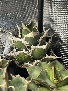 2026年最新】アガベ包心龍の人気アイテム - メルカリ