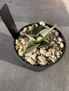 2026年最新】アガベアウェイクニングエンジェルの人気アイテム - メルカリ