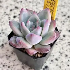 2026年最新】ホリコロの人気アイテム - メルカリ