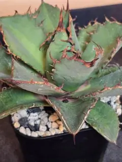 2026年最新】ジェレミー アガベの人気アイテム - メルカリ