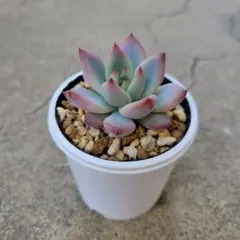 2026年最新】ホリコロの人気アイテム - メルカリ