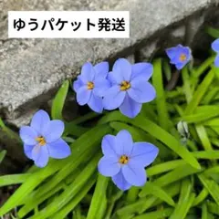 2026年最新】野生蘭の人気アイテム - メルカリ