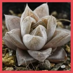 2026年最新】ロウルサンコ アロエの人気アイテム - メルカリ