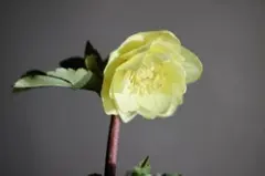 2026年最新】かぐや姫 クリスマスローズの人気アイテム - メルカリ