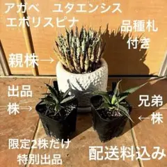 2026年最新】エボリスピナ 現地の人気アイテム - メルカリ