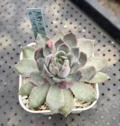 2026年最新】おらい リンゼアナの人気アイテム - メルカリ