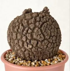 2026年最新】ステファニア スベローサの人気アイテム - メルカリ