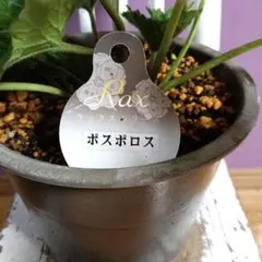 2026年最新】ラナンキュラスラックス ポスポロスの人気アイテム - メルカリ