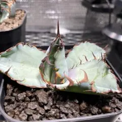 2026年最新】アガベ bb錦の人気アイテム - メルカリ