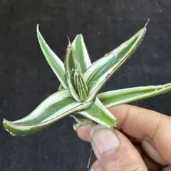 2026年最新】アガベ 笹の雪 氷山の人気アイテム - メルカリ