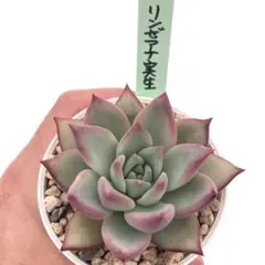 2026年最新】リンゼアナの人気アイテム - メルカリ