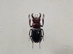 2026年最新】ミクラ 標本の人気アイテム - メルカリ