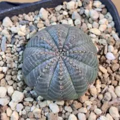 2026年最新】オベサ 木質化の人気アイテム - メルカリ