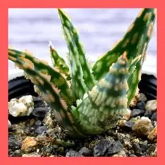 2026年最新】ロウルサンコ アロエの人気アイテム - メルカリ