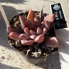 2026年最新】優木園の人気アイテム - メルカリ