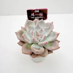 2026年最新】COZ苗の人気アイテム - メルカリ