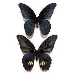 2026年最新】蝶の人気アイテム - メルカリ