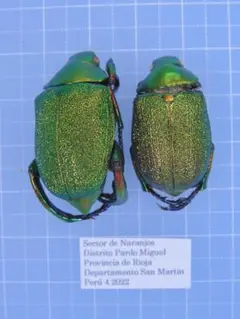 2026年最新】コガネ 標本の人気アイテム - メルカリ