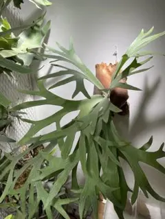 2026年最新】大株 ビカクシダの人気アイテム - メルカリ