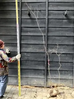 2026年最新】山採り ツツジの人気アイテム - メルカリ
