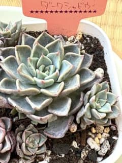 中国アンティーク「蘇武牧羊」壁掛け