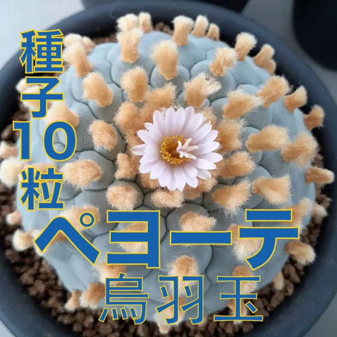 2026年最新】烏羽玉の人気アイテム - メルカリ