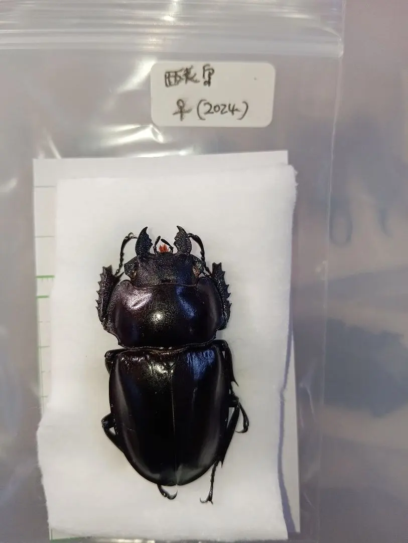 2026年最新】ヤエヤママルバネクワガタ標本の人気アイテム - メルカリ