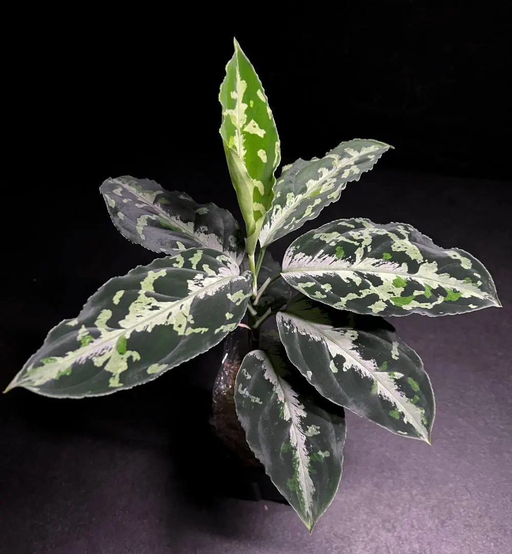 2026年最新】アグラオネマ ピクタム マルチカラーの人気アイテム