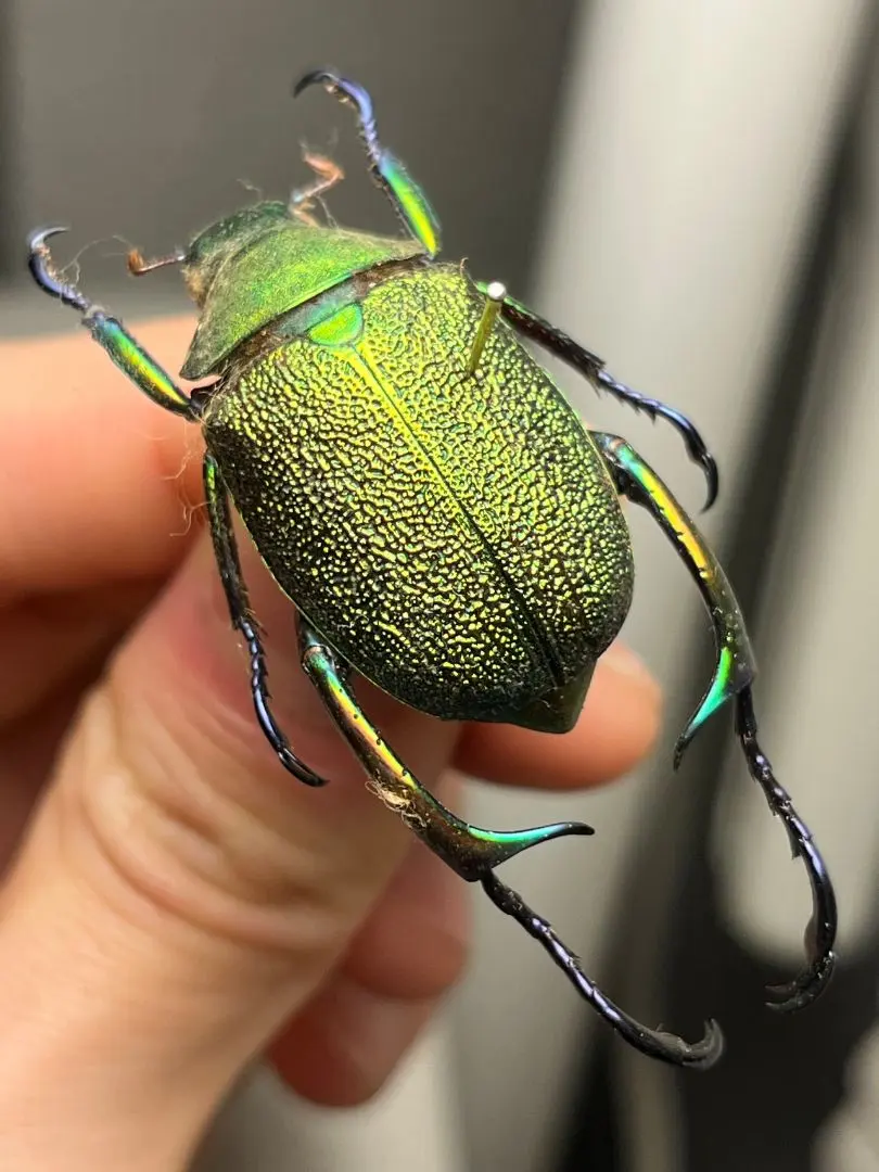 2026年最新】プラチナコガネ 標本の人気アイテム - メルカリ