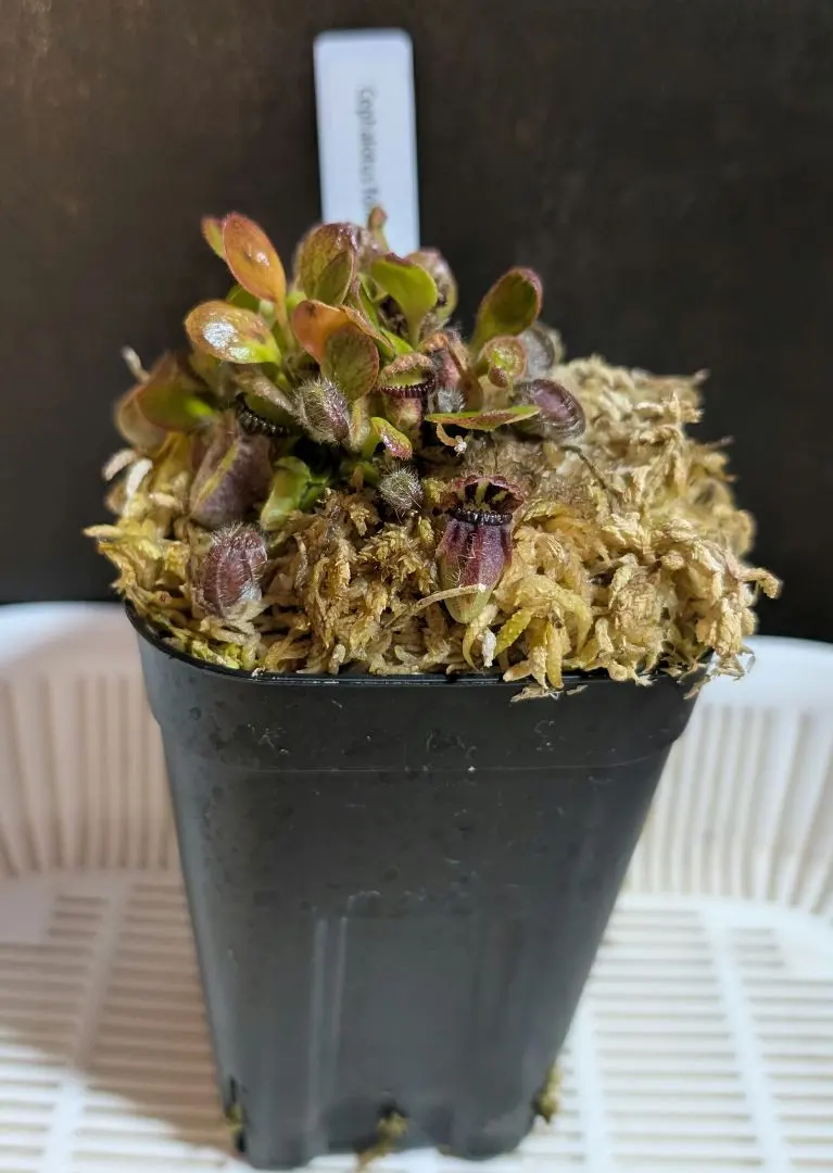 2026年最新】セファロタス giantの人気アイテム - メルカリ