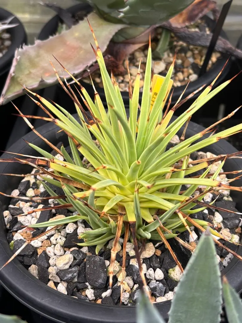 2026年最新】アガベ 吹上の人気アイテム - メルカリ