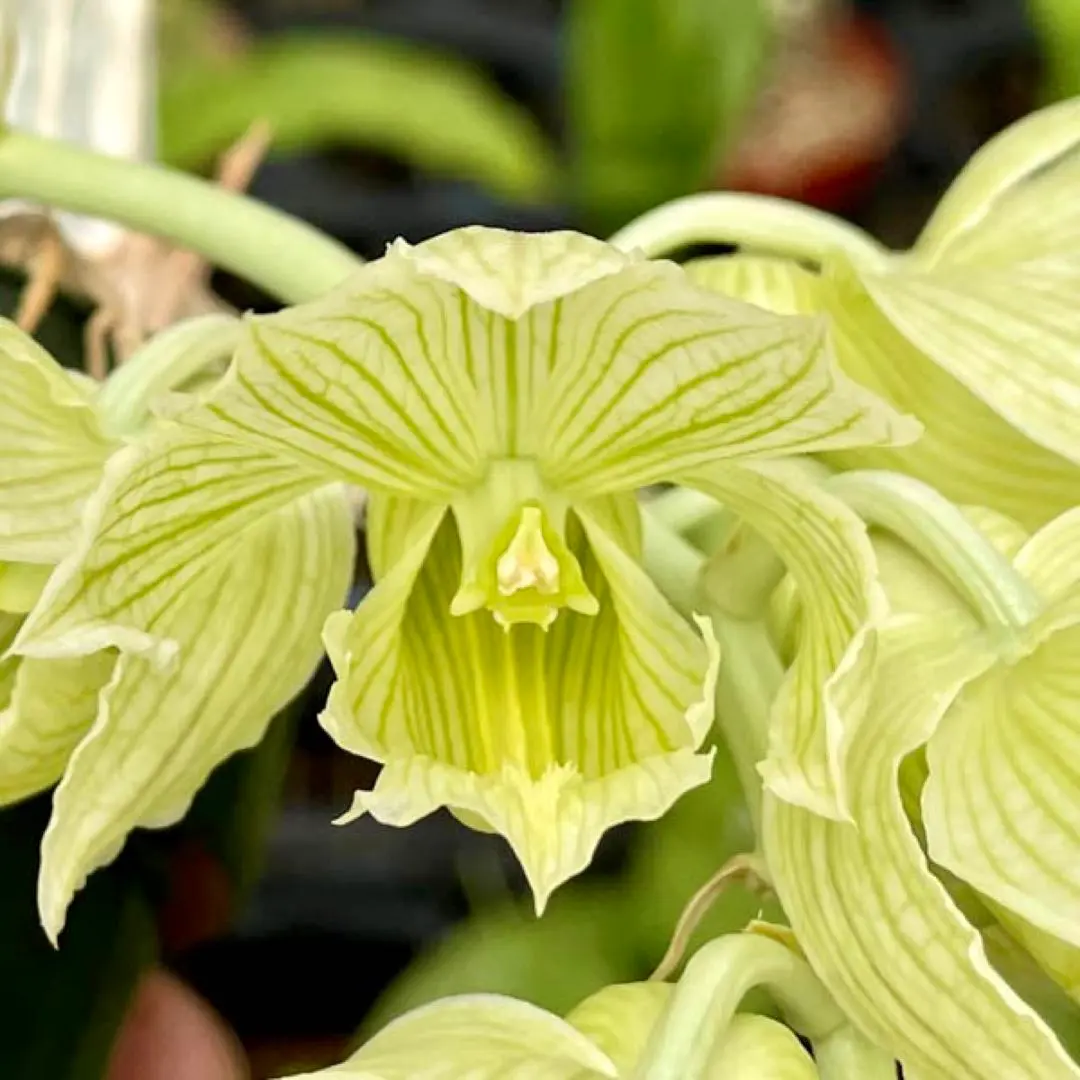 2026年最新】カタセタムの人気アイテム - メルカリ