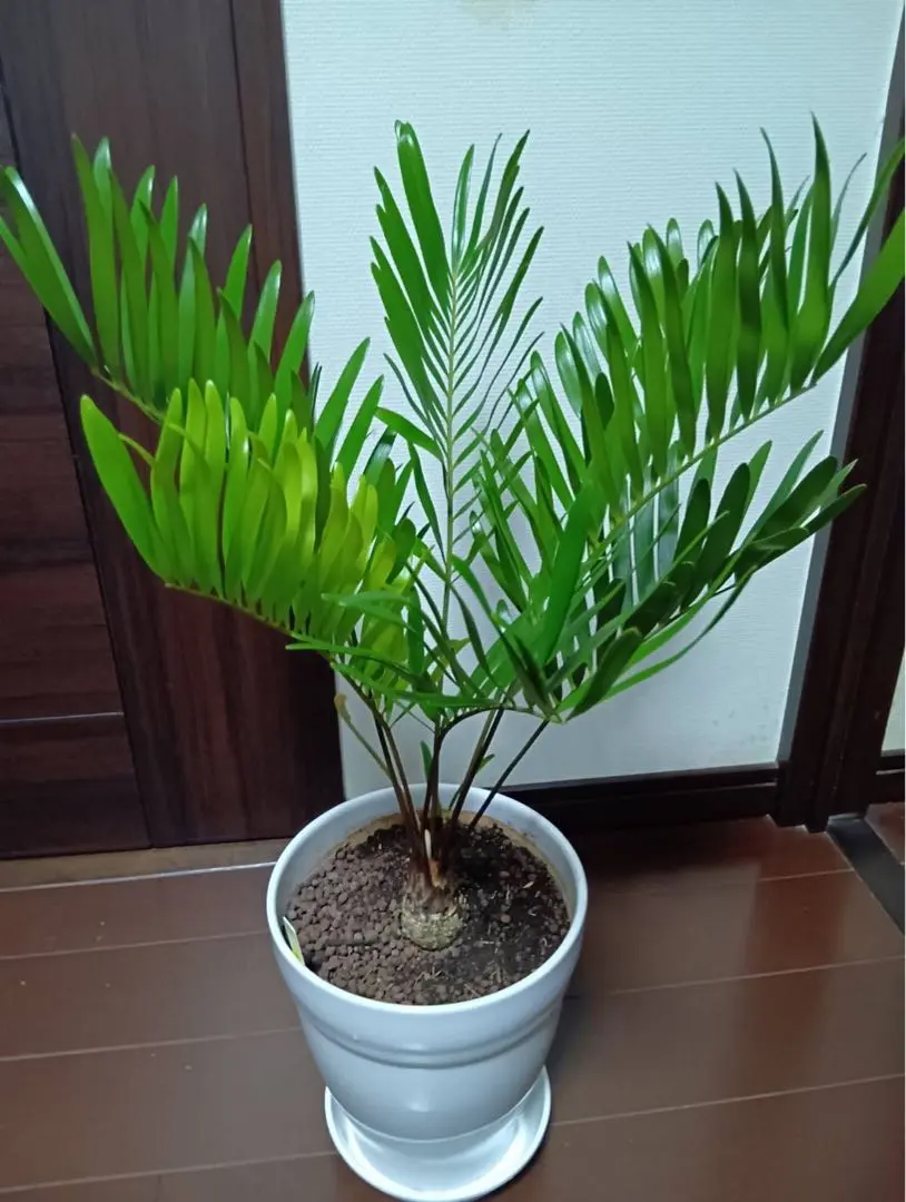 2026年最新】ザミア フロリダーナの人気アイテム - メルカリ