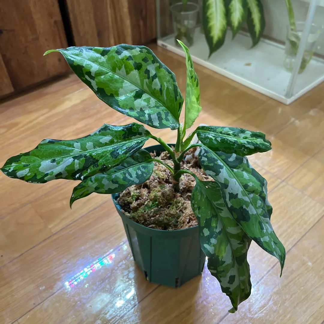 2026年最新】アグラオネマ ピクタム マルチカラーの人気アイテム