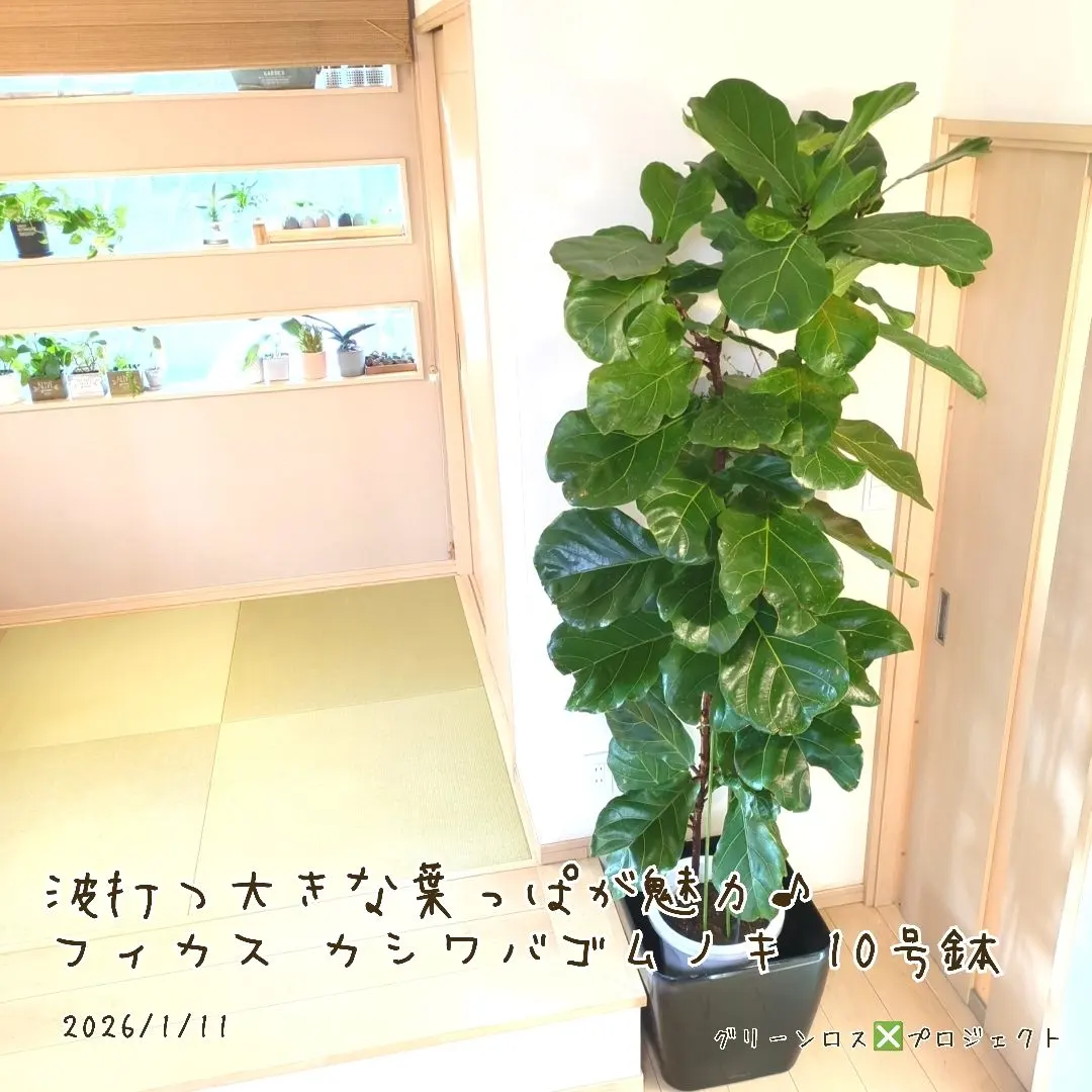 2026年最新】カシワバゴムの木の人気アイテム - メルカリ