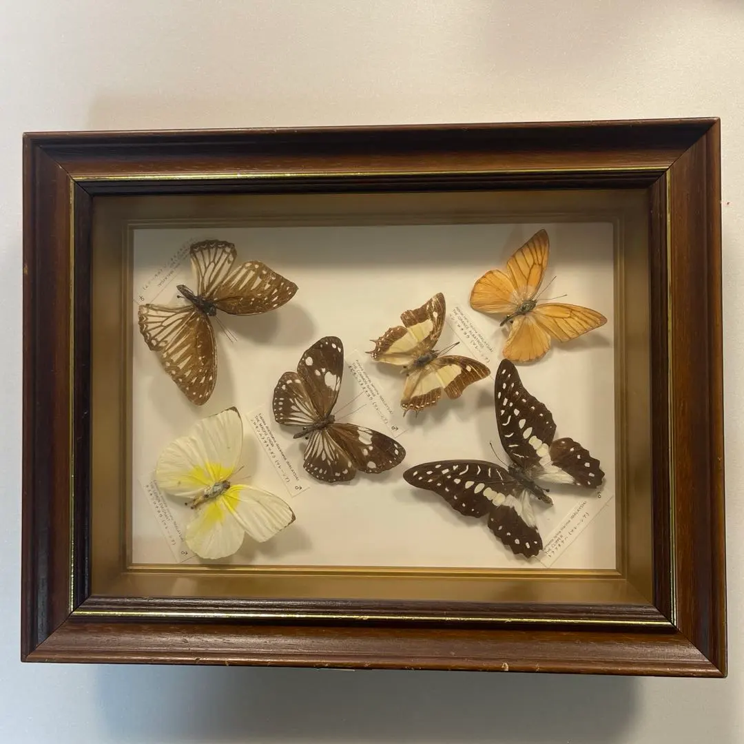 2026年最新】蝶 標本 台湾の人気アイテム - メルカリ