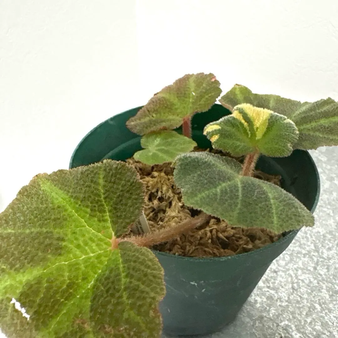 2026年最新】ベゴニアソリムタータの人気アイテム - メルカリ