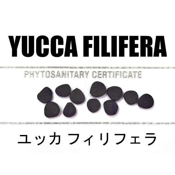 2026年最新】ユッカフィリフェラの人気アイテム - メルカリ