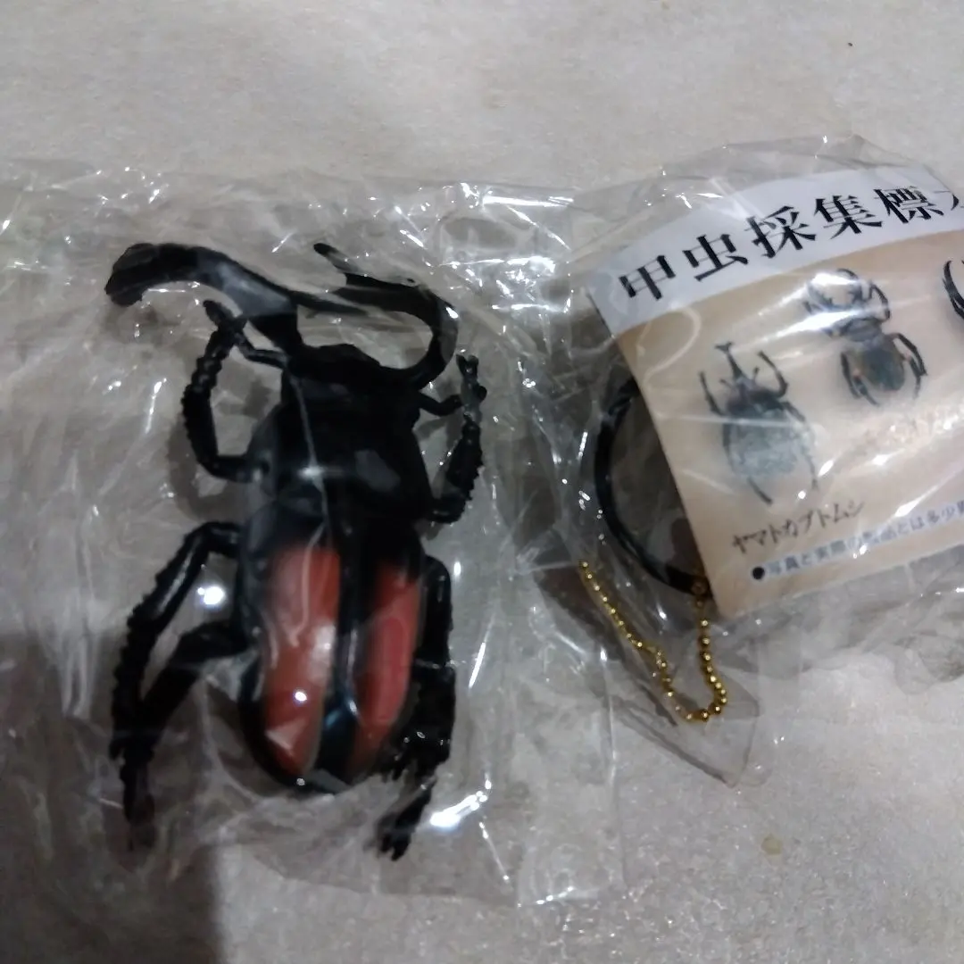 2026年最新】シカクワガタ 標本の人気アイテム - メルカリ